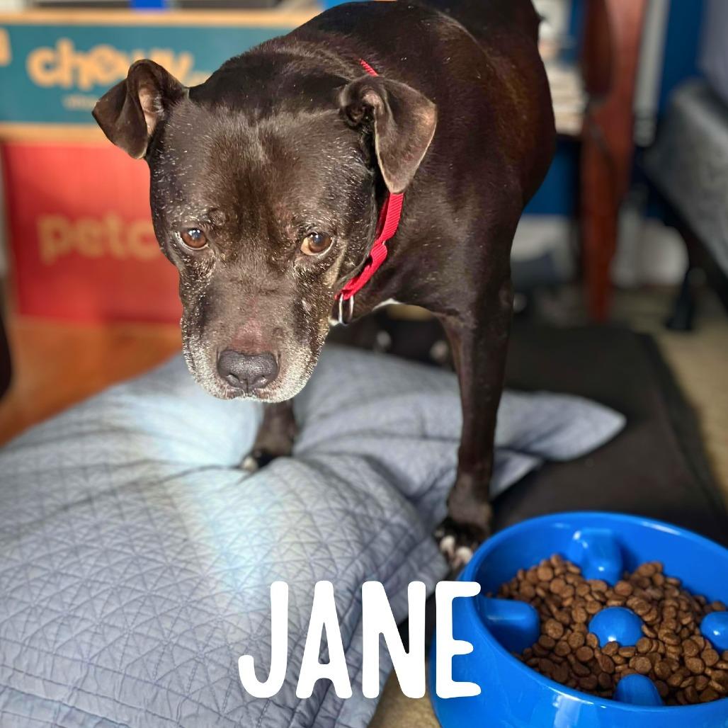 Jane, a Adoptable Mixed Breed in South Portland, ME image 3/4