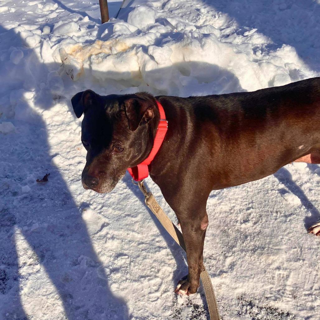 Jane, a Adoptable Mixed Breed in South Portland, ME image 4/4