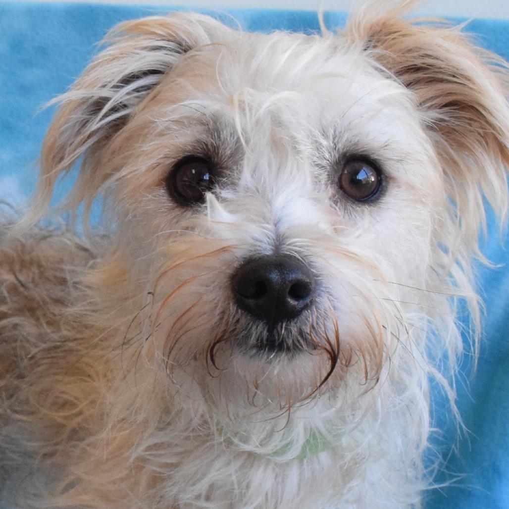 American Chili, a Adoptable Terrier in Eureka, CA image 1/2