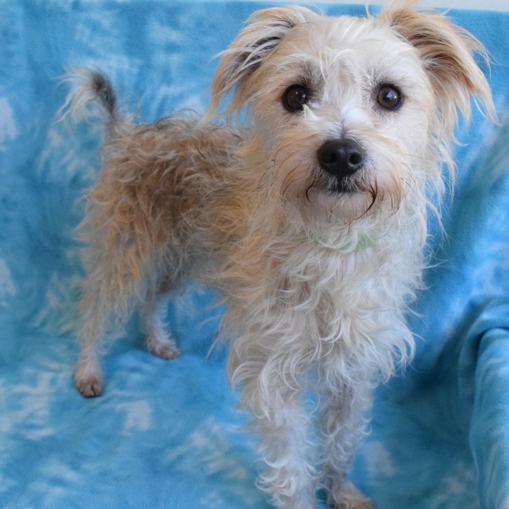 American Chili, a Adoptable Terrier in Eureka, CA image 2/2