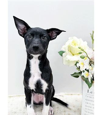 LOVEY, ADOPTABLE, Young Female Labrador Retriever.