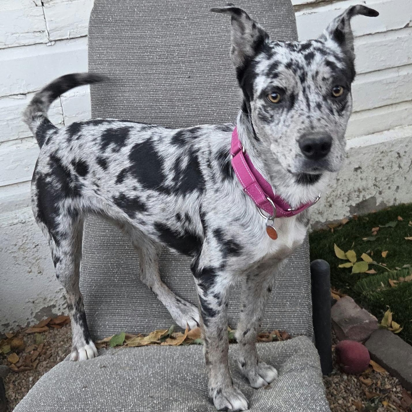 Enlarge BENJI (female), a Adopted mixed breed in Loveland, CO image 4/6
