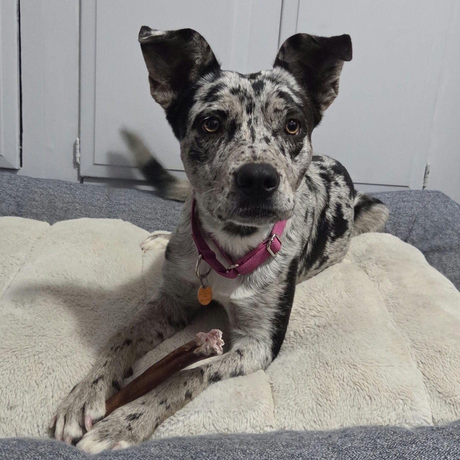 Enlarge BENJI (female), a Adopted mixed breed in Loveland, CO image 3/6