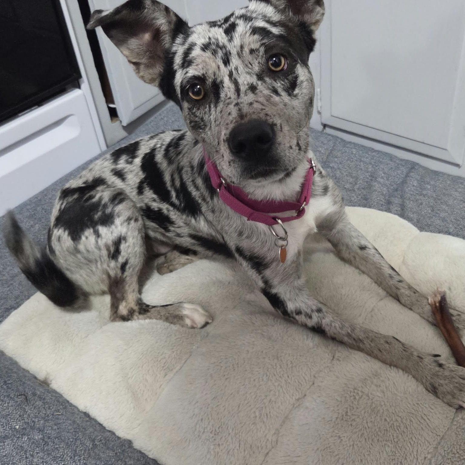 Enlarge BENJI (female), a Adopted mixed breed in Loveland, CO image 2/6