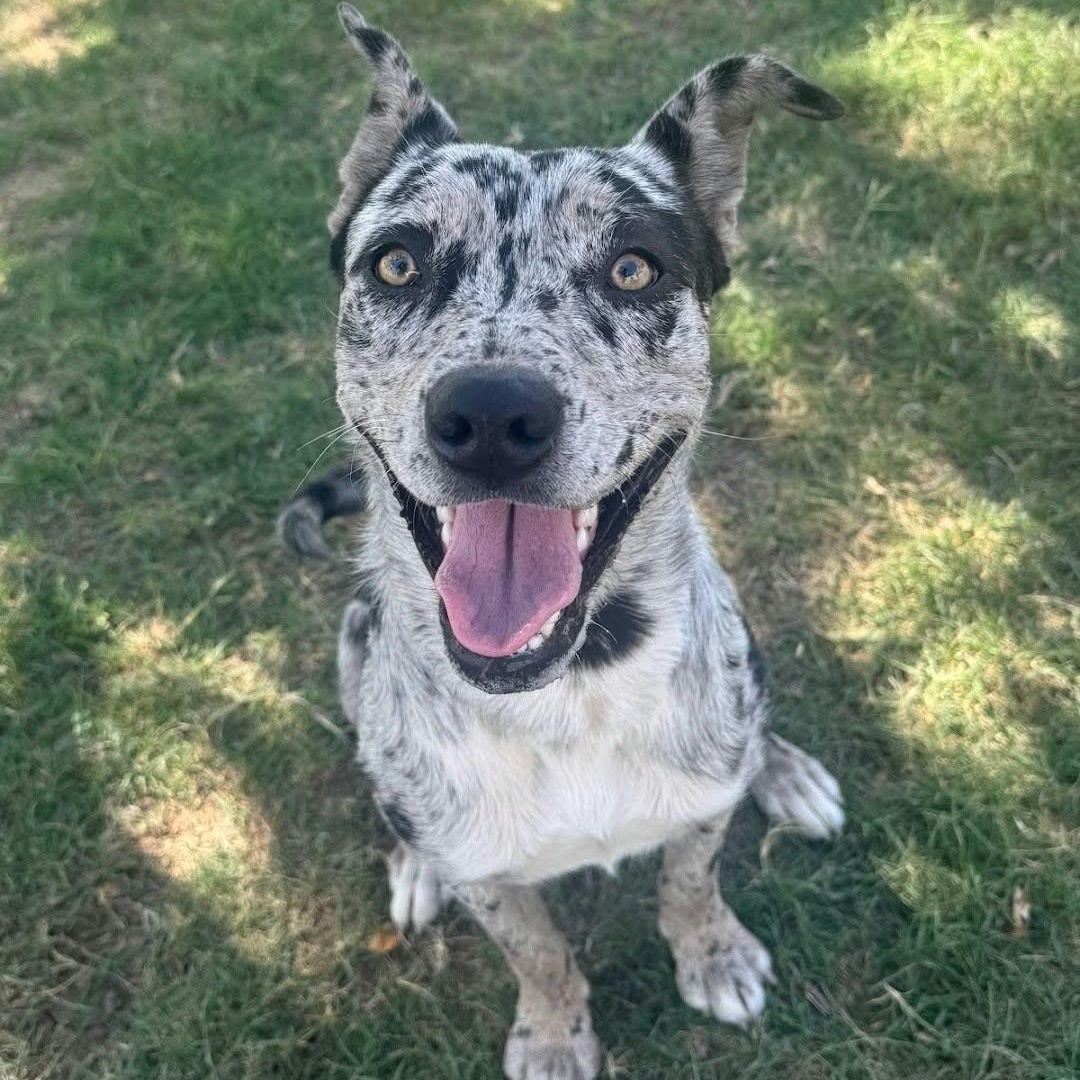 Enlarge BENJI (female), a Adopted mixed breed in Loveland, CO image 6/6