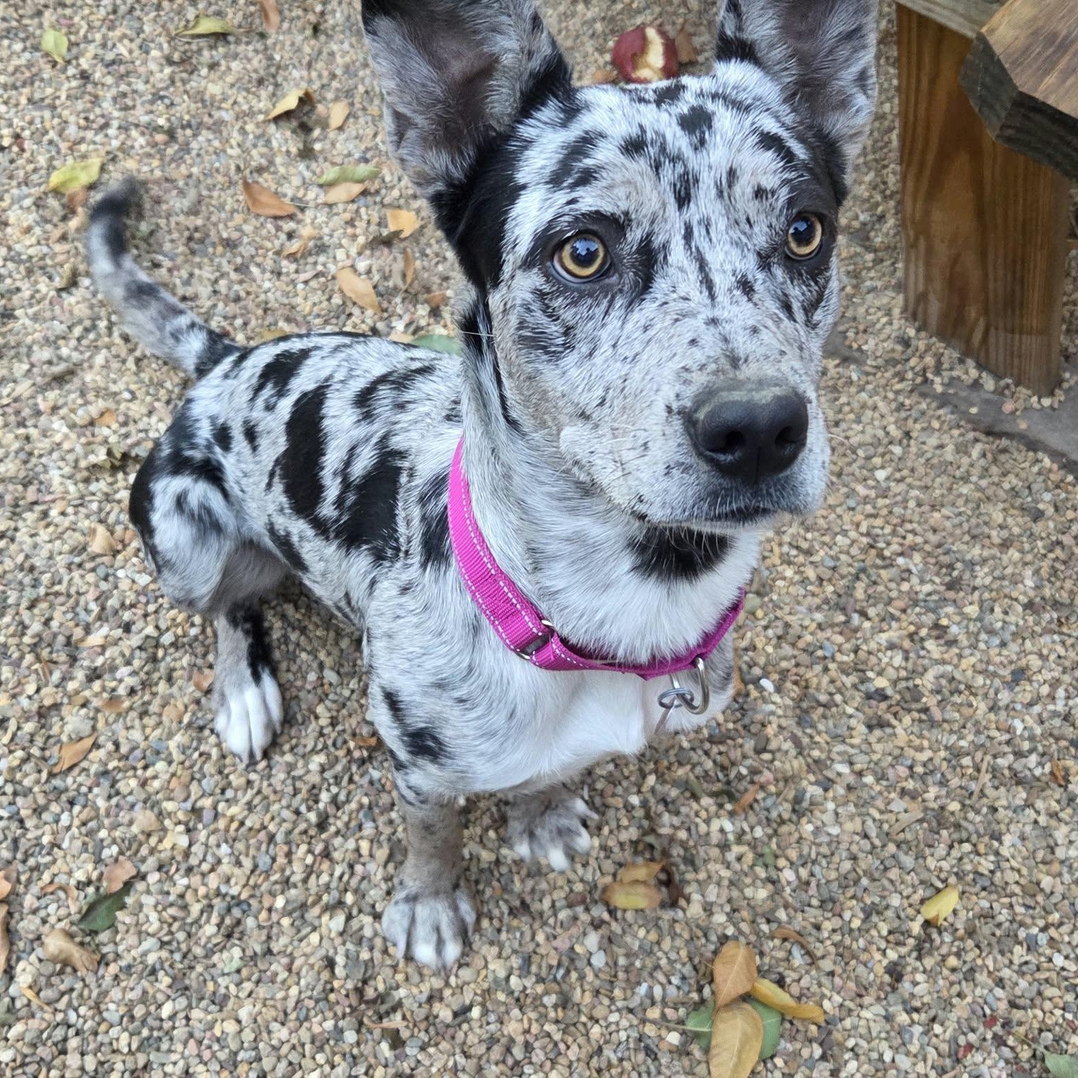 Enlarge BENJI (female), a Adopted mixed breed in Loveland, CO image 5/6