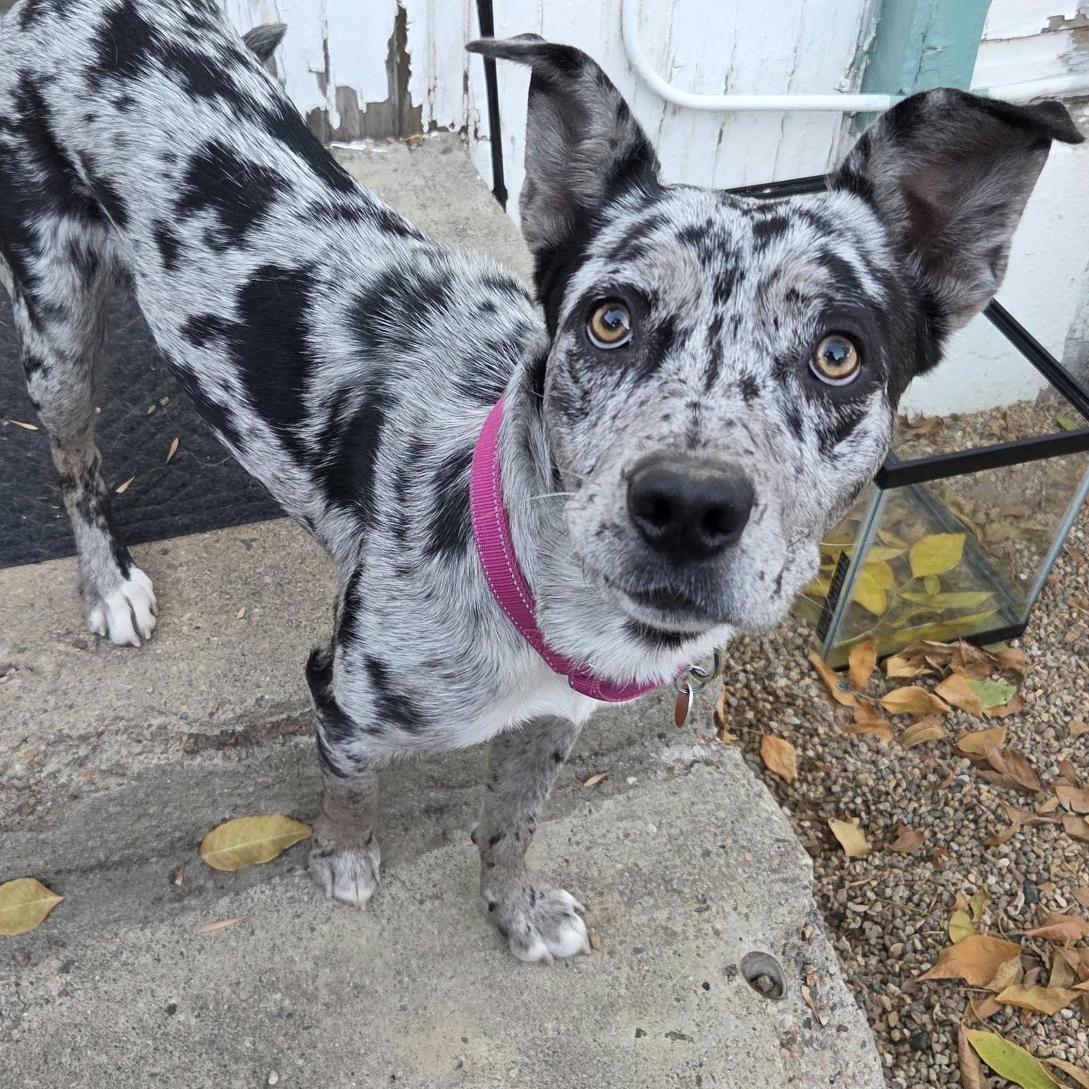 Enlarge BENJI (female), a Adopted mixed breed in Loveland, CO image 1/6