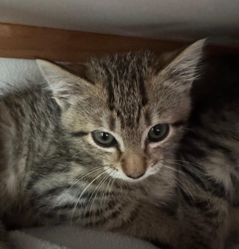 Enlarge Alex, a Adoptable Tabby in Kennewick, WA image 1/1