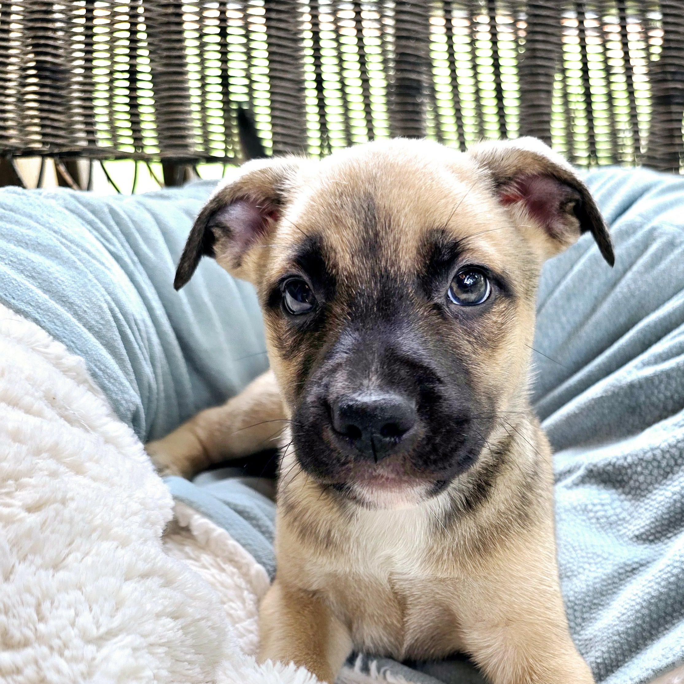 Enlarge Miles, a Adoptable Shepherd in Athens, AL image 6/6