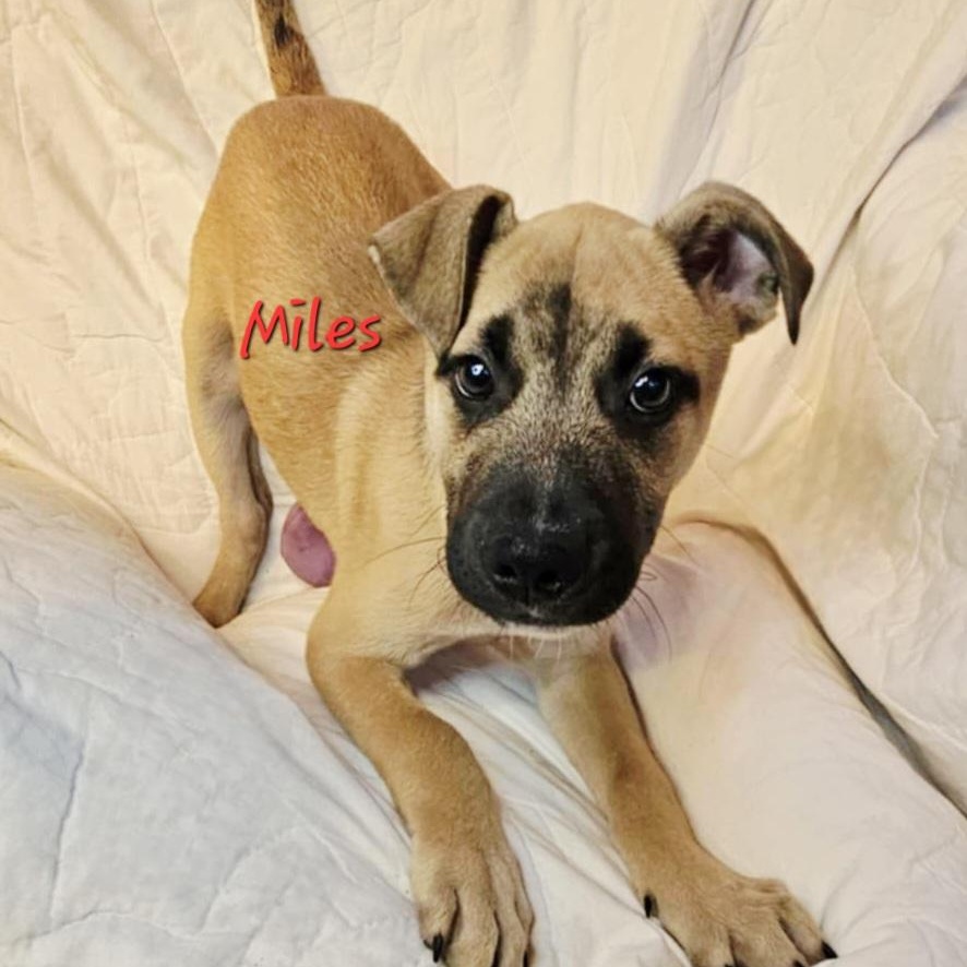 Enlarge Miles, a Adoptable Shepherd in Athens, AL image 5/6