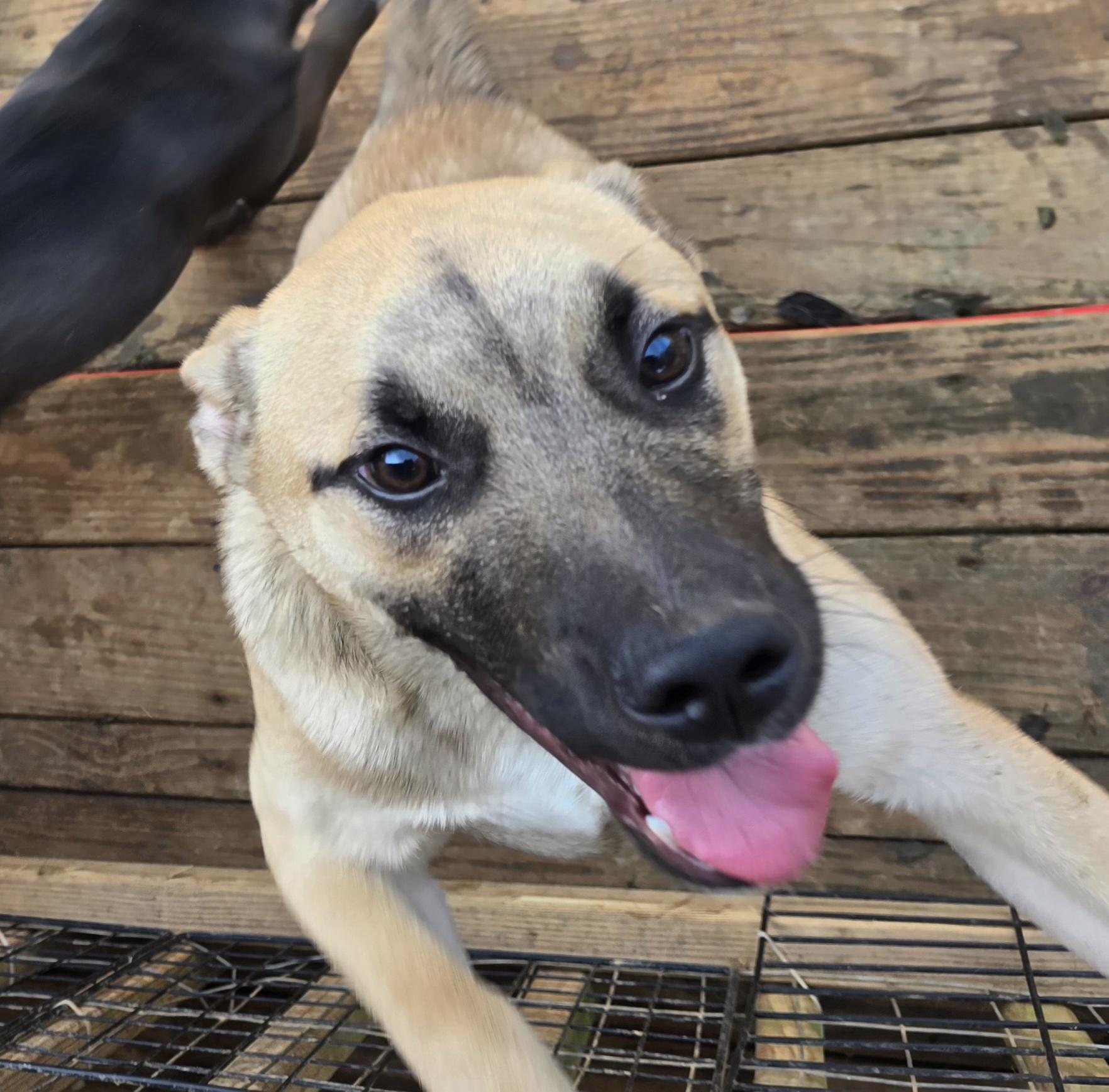 Enlarge Miles, a Adoptable Shepherd in Athens, AL image 3/6