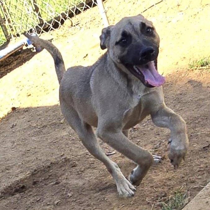 Enlarge Miles, a Adoptable Shepherd in Athens, AL image 4/6