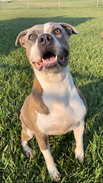 LILLY, Adoptable, Young Female Pit Bull Terrier.