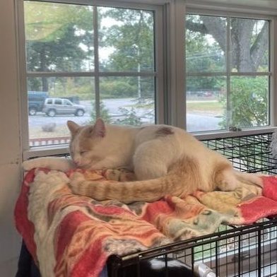 Enlarge Marlin, a Adoptable Domestic Short Hair in Attleboro, MA image 5/5