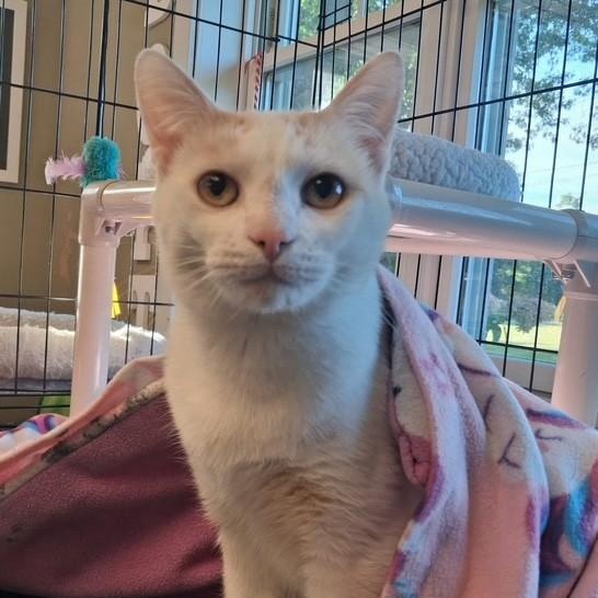 Marlin, Adoptable, Young Male Domestic Short Hair.
