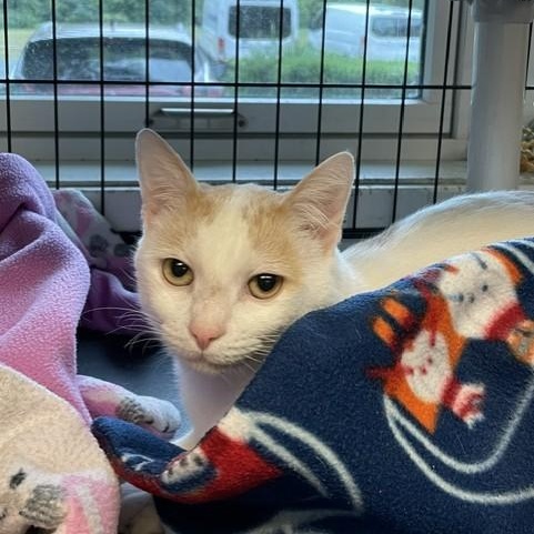 Enlarge Marlin, a Adoptable Domestic Short Hair in Attleboro, MA image 4/5