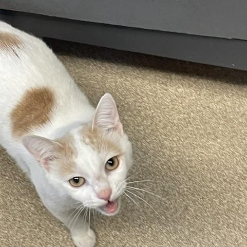 Enlarge Marlin, a Adoptable Domestic Short Hair in Attleboro, MA image 2/5