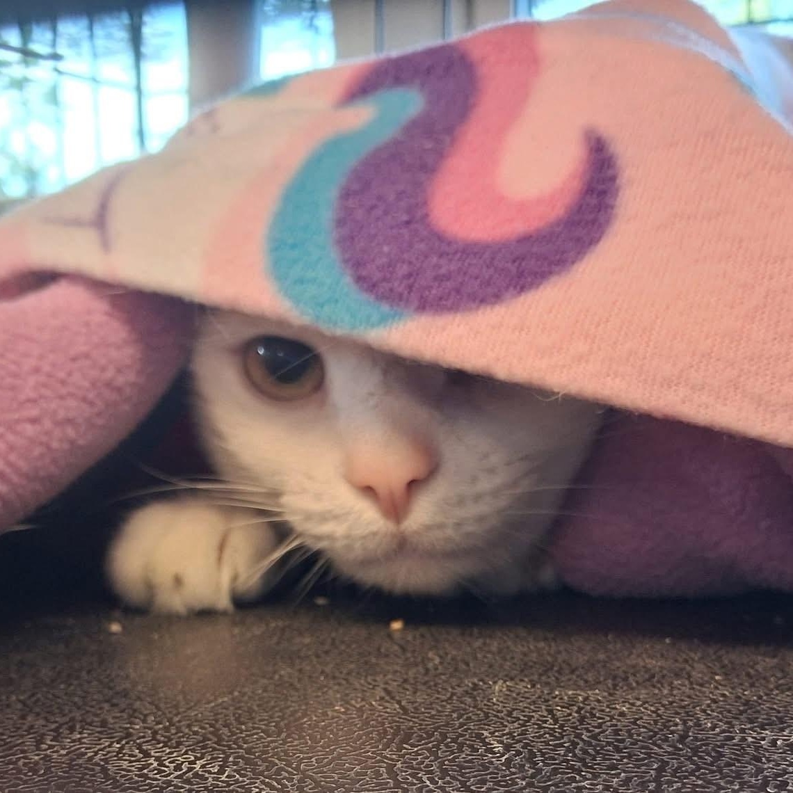 Enlarge Marlin, a Adoptable Domestic Short Hair in Attleboro, MA image 3/5