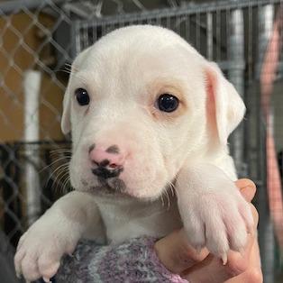 Enlarge Petey, a Adoptable Mixed Breed in Bismarck, ND image 1/6