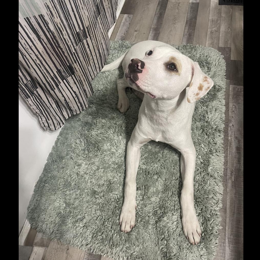 Enlarge Petey, a Adoptable Mixed Breed in Bismarck, ND image 2/6