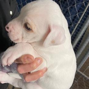 Enlarge Petey, a Adoptable Mixed Breed in Bismarck, ND image 3/6