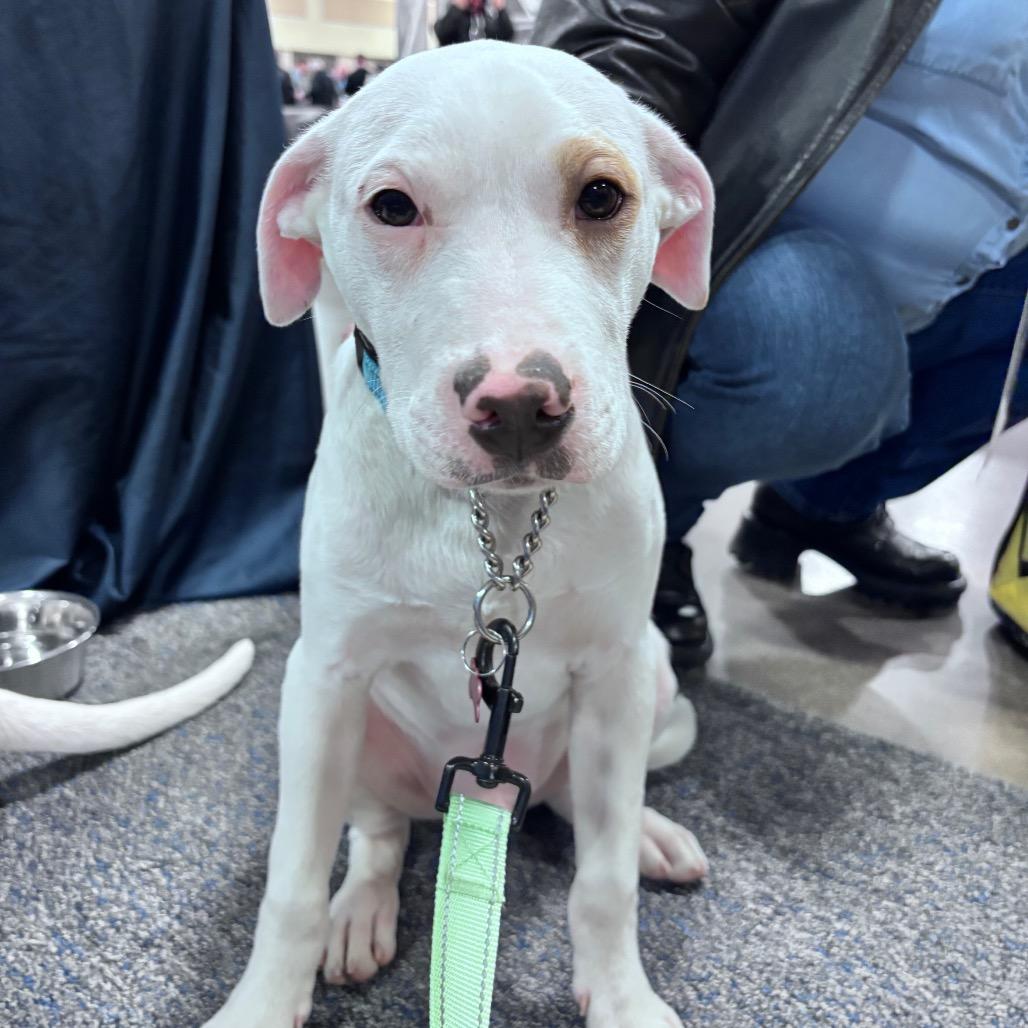 Enlarge Petey, a Adoptable Mixed Breed in Bismarck, ND image 4/6