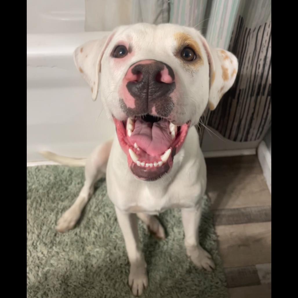Enlarge Petey, a Adoptable Mixed Breed in Bismarck, ND image 4/6
