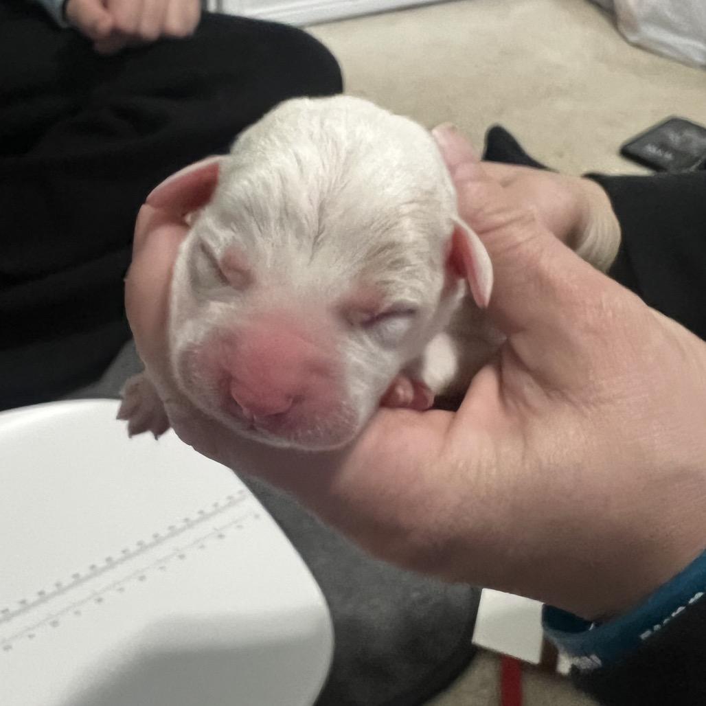 Enlarge Petey, a Adoptable Mixed Breed in Bismarck, ND image 5/6