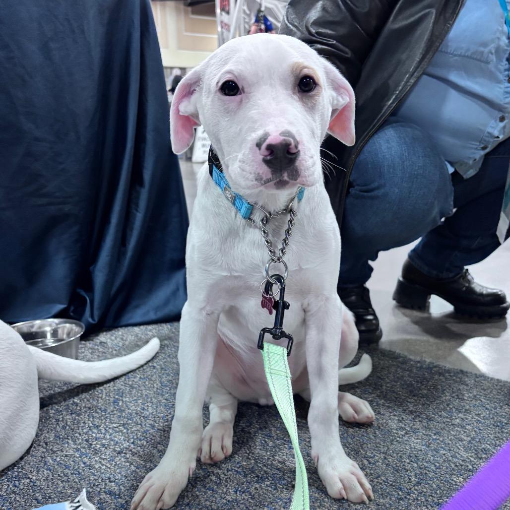 Enlarge Petey, a Adoptable Mixed Breed in Bismarck, ND image 6/6