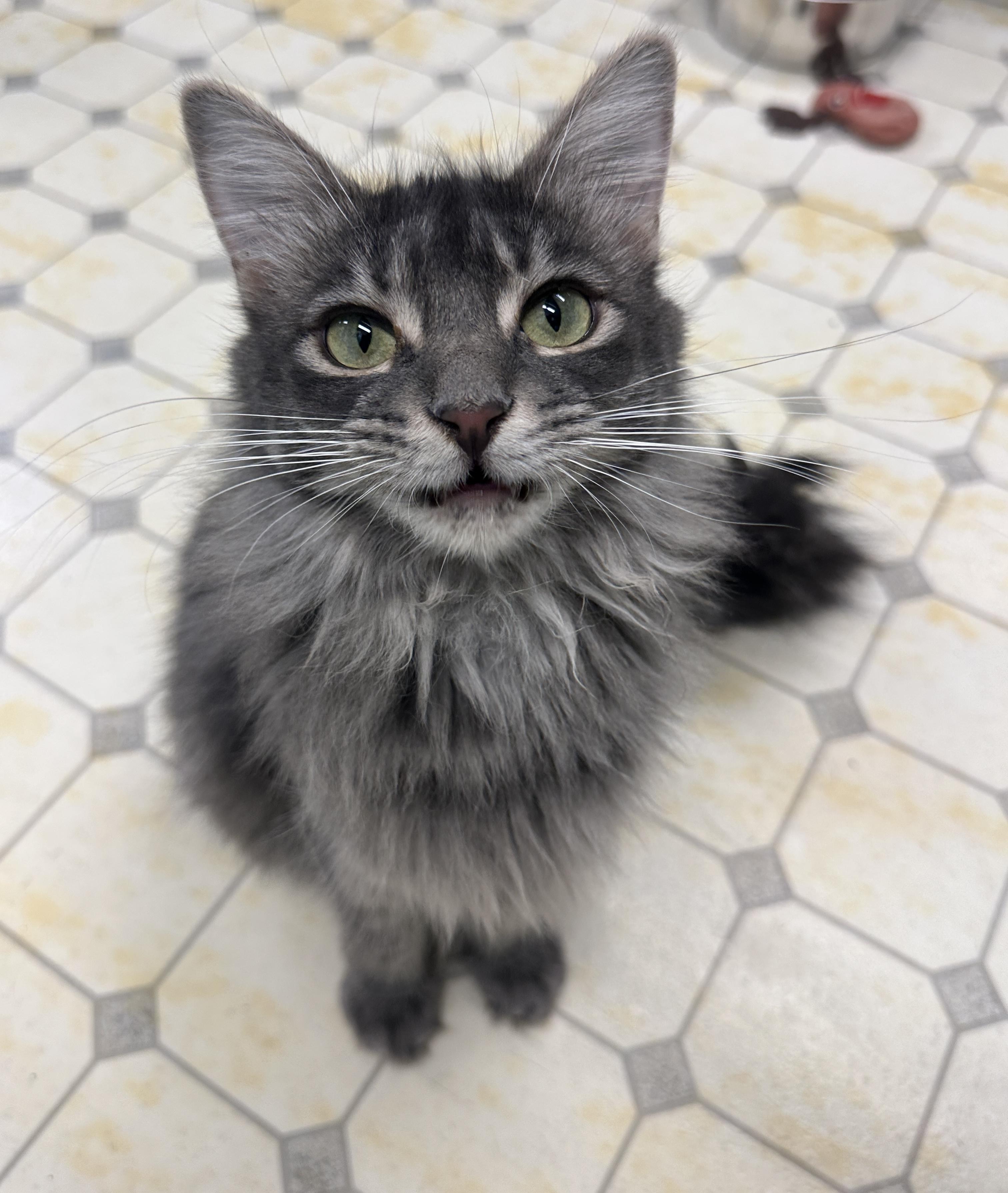 Emma-Shy, an adoptable Domestic Medium Hair in Anchorage, AK, 99524 | Photo Image 1