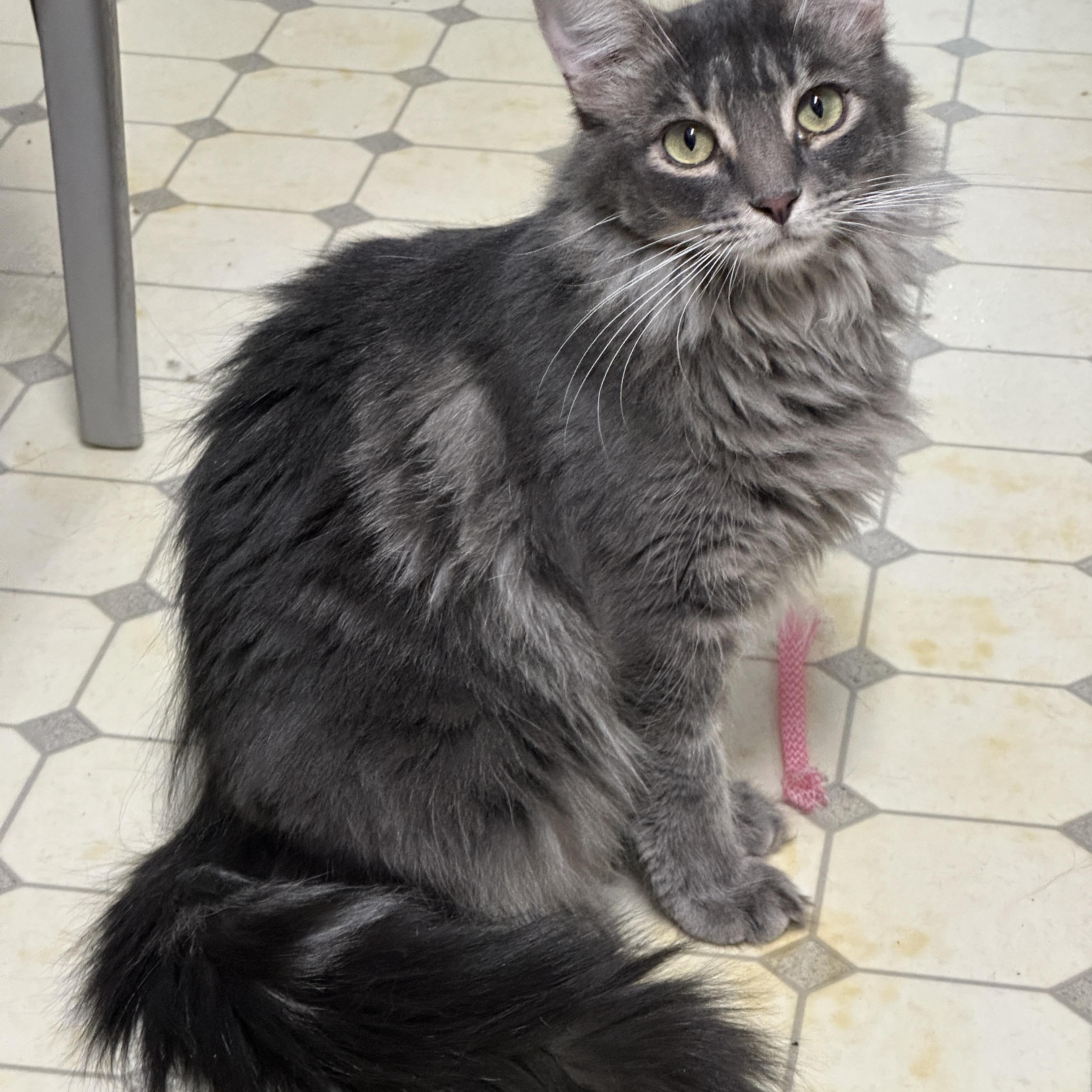 Emma-Shy, an adoptable Domestic Medium Hair in Anchorage, AK, 99524 | Photo Image 3