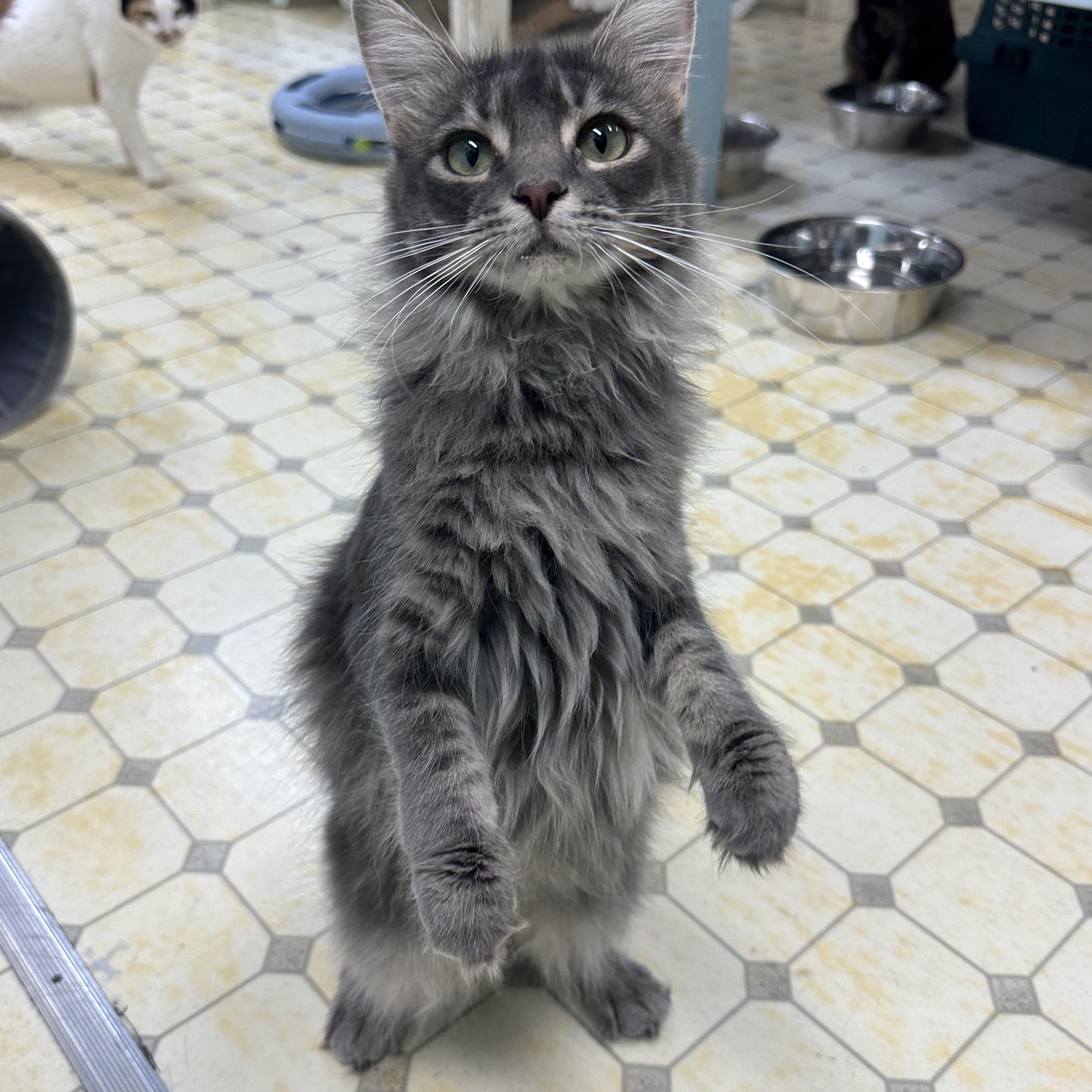 Emma-Shy, an adoptable Domestic Medium Hair in Anchorage, AK, 99524 | Photo Image 4