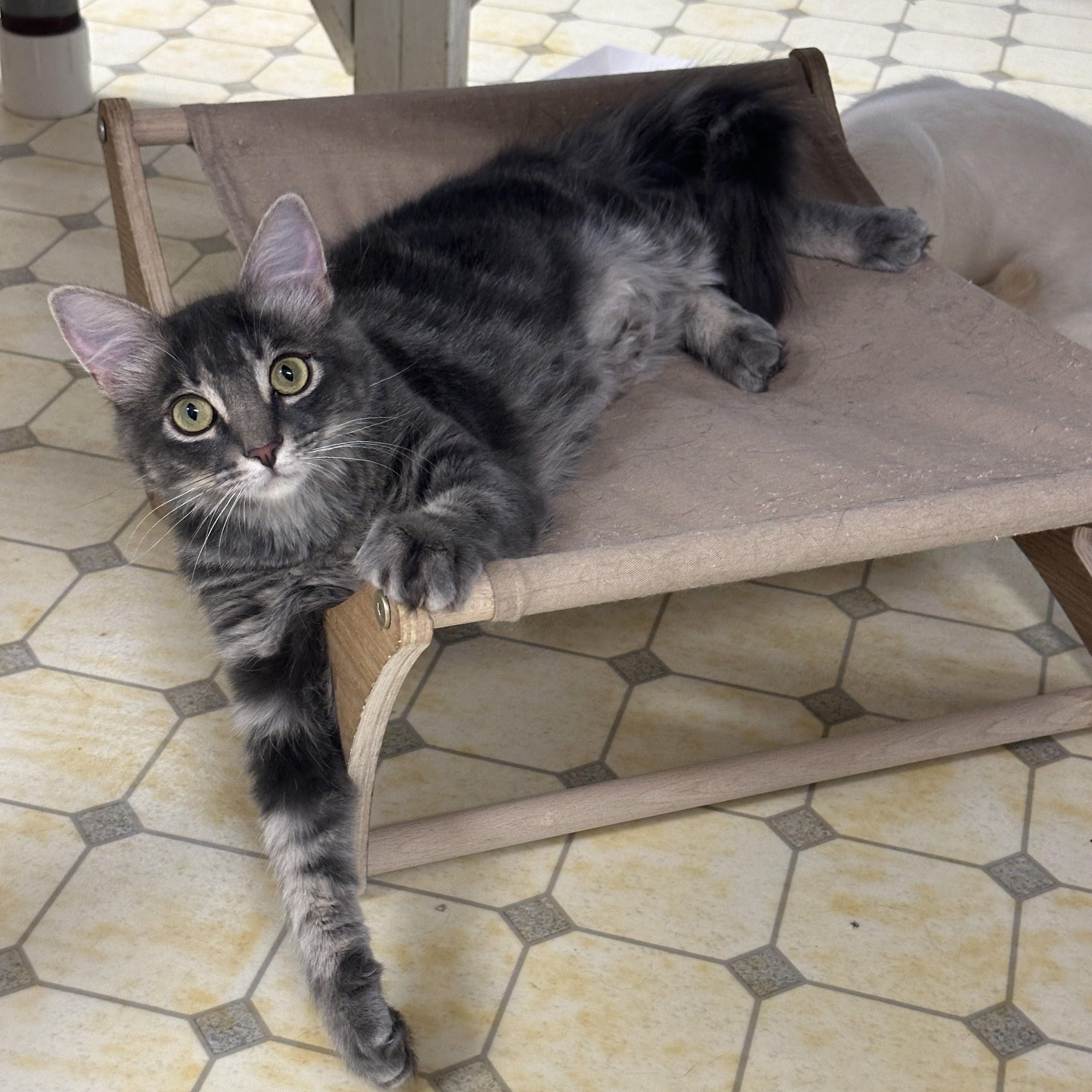 Emma-Shy, an adoptable Domestic Medium Hair in Anchorage, AK, 99524 | Photo Image 2