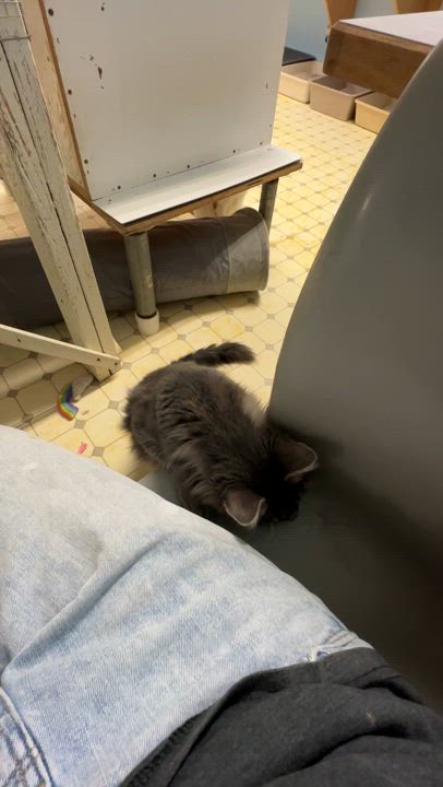 Enlarge Emma-Shy, an adopted mixed breed in Anchorage, AK video 3/5