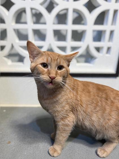 Donner — thumbnail 2