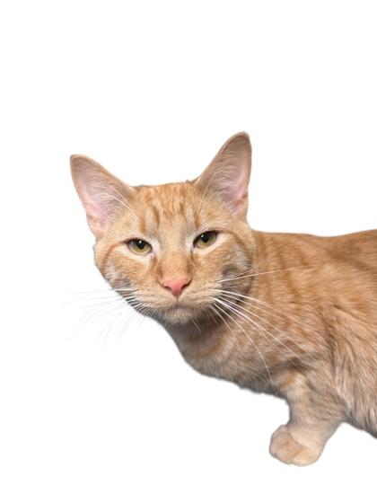 Donner — thumbnail 3