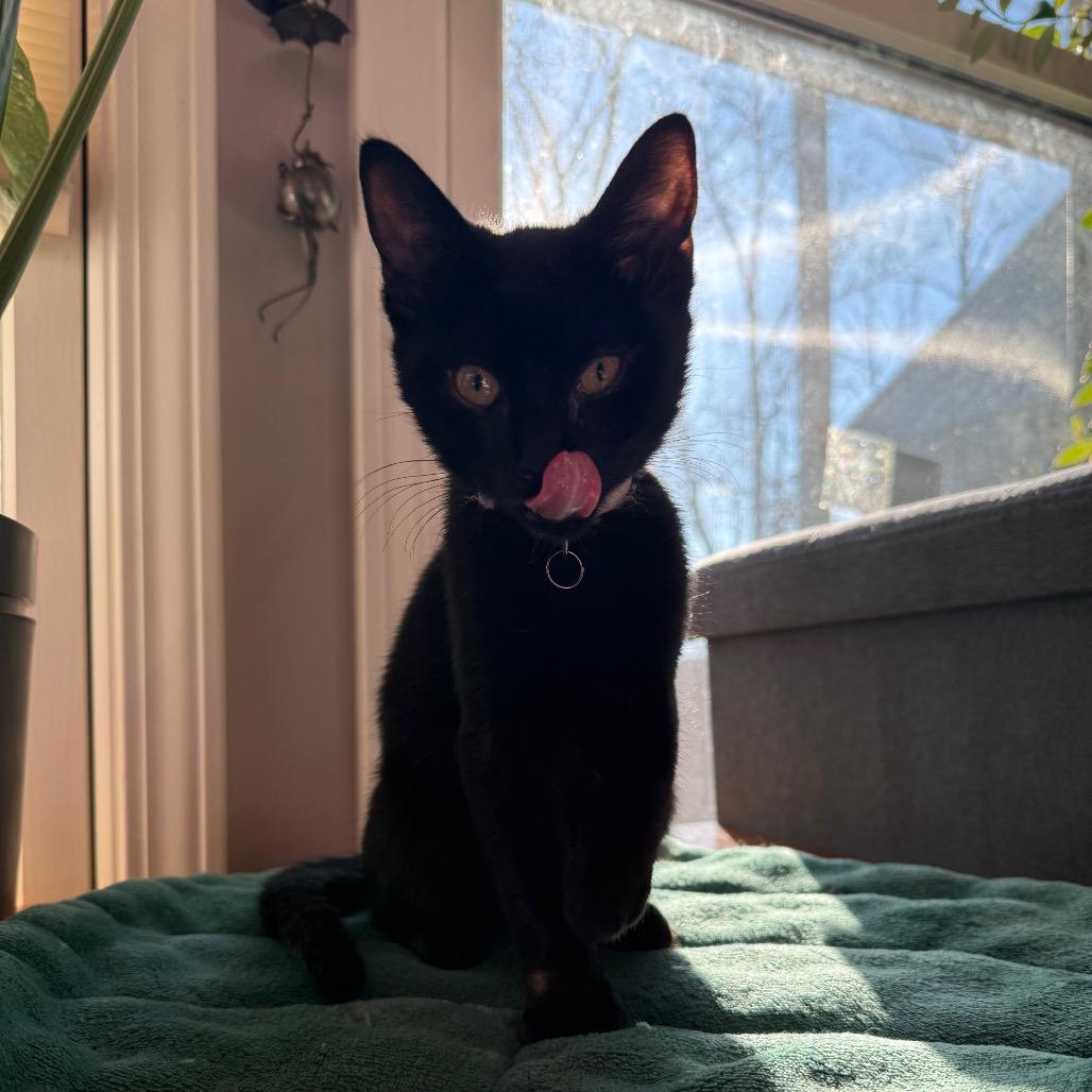 Dorian, Adoptable, Kitten Male Domestic Short Hair.