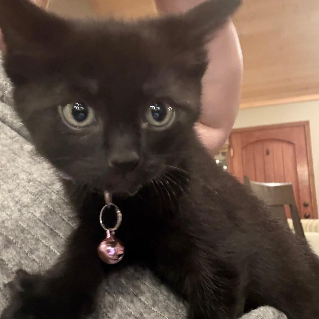 Dorian, Adoptable, Kitten Male Domestic Short Hair.