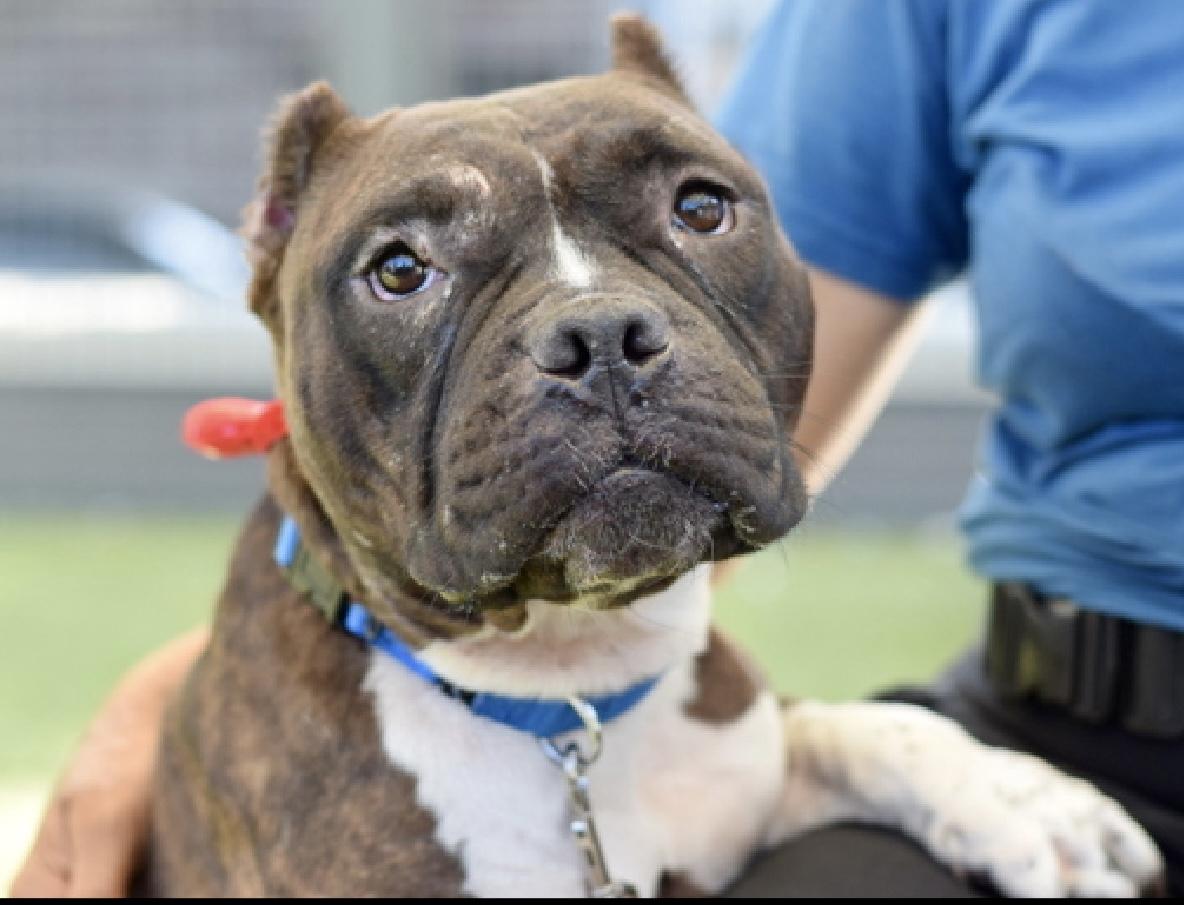Enlarge Strudel, a ADOPTABLE American Bully in Yonkers, NY image 2/2