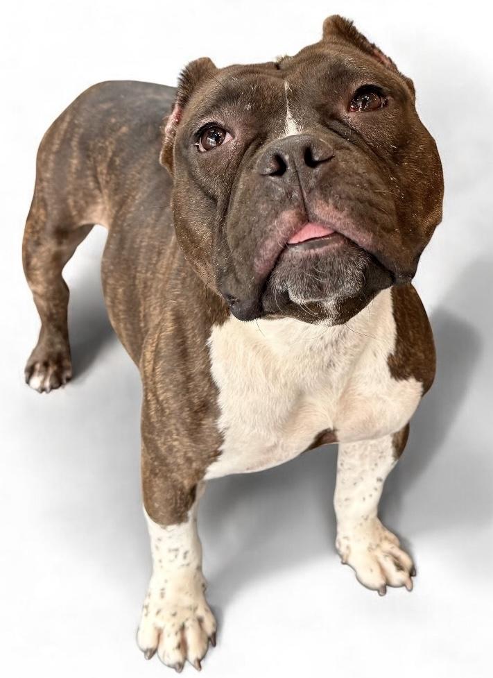 Enlarge Strudel, a ADOPTABLE American Bully in Yonkers, NY image 1/2