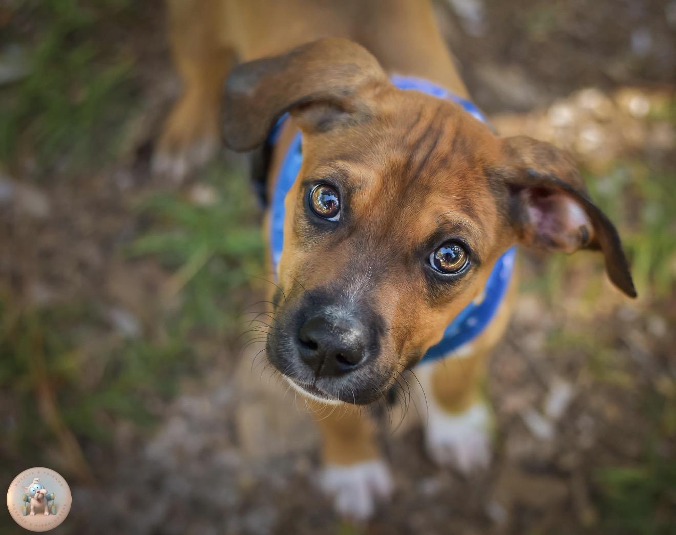 Enlarge Bernard, a Adoptable mixed breed in Milton, FL image 2/6