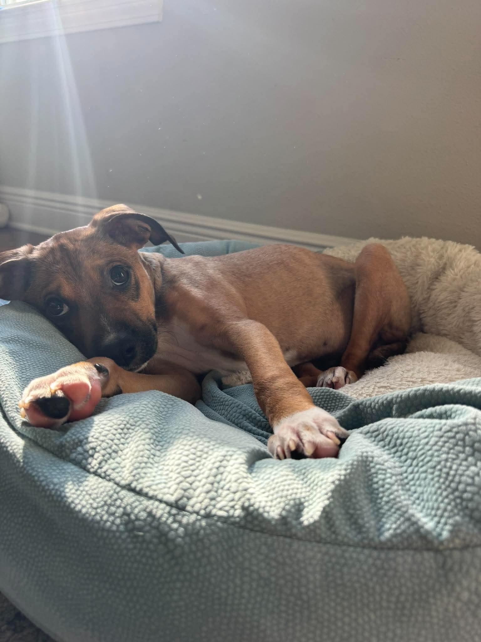 Enlarge Bernard, a Adoptable mixed breed in Milton, FL image 4/6