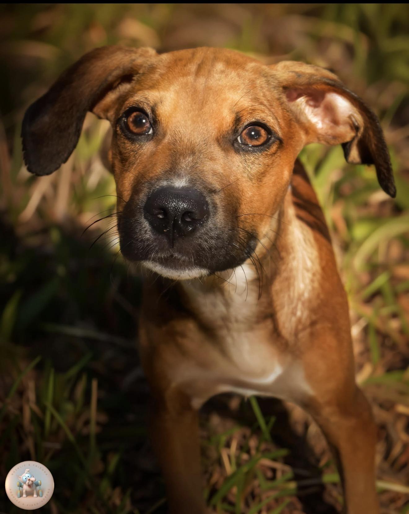 Enlarge Bernard, a Adoptable mixed breed in Milton, FL image 1/6