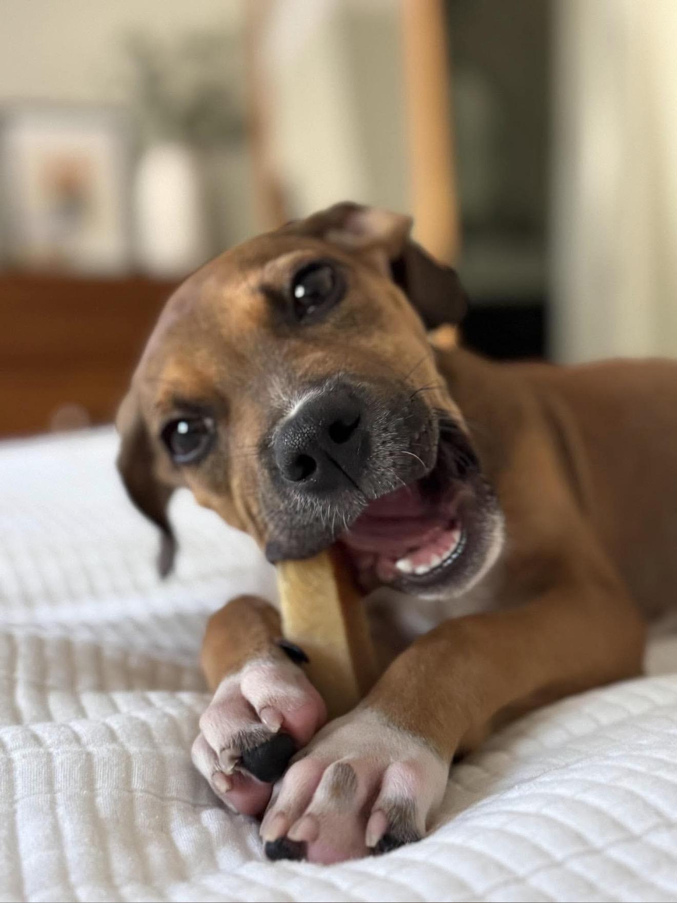 Enlarge Bernard, a Adoptable mixed breed in Milton, FL image 3/6