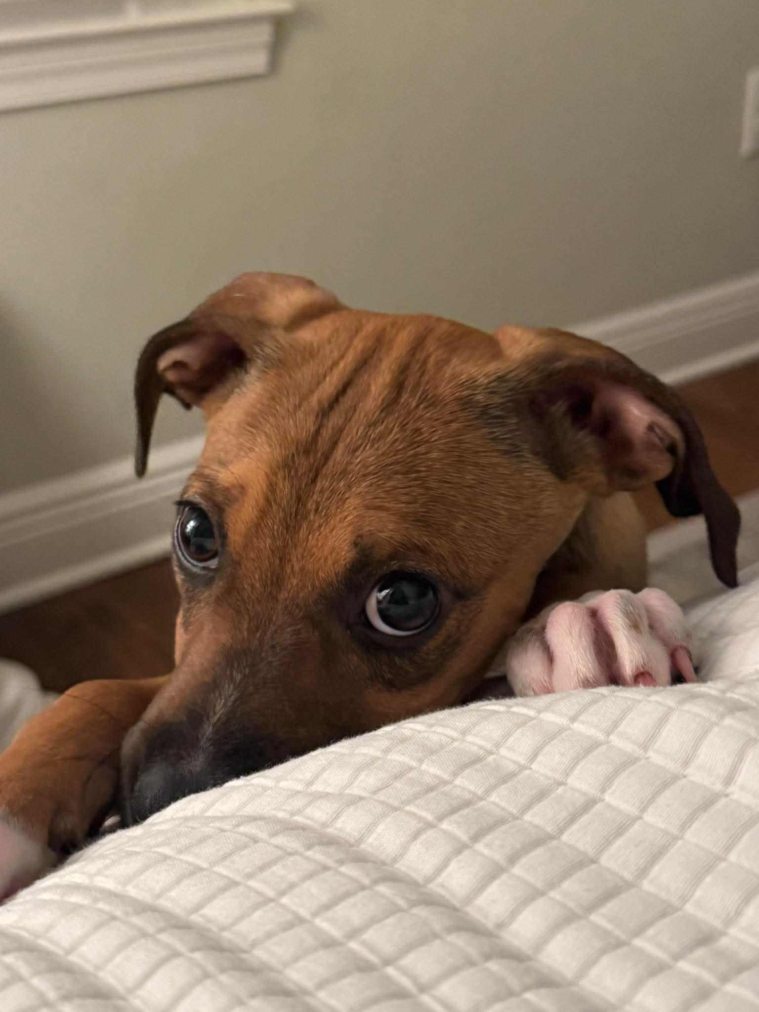Enlarge Bernard, a Adoptable mixed breed in Milton, FL image 6/6