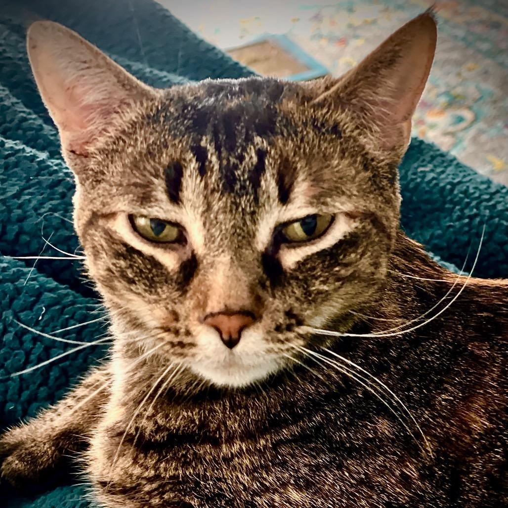 Enlarge Megan, a Adoptable Domestic Short Hair in Springfield, IL image 1/3