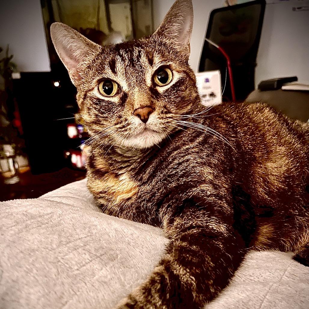 Enlarge Megan, a Adoptable Domestic Short Hair in Springfield, IL image 2/3