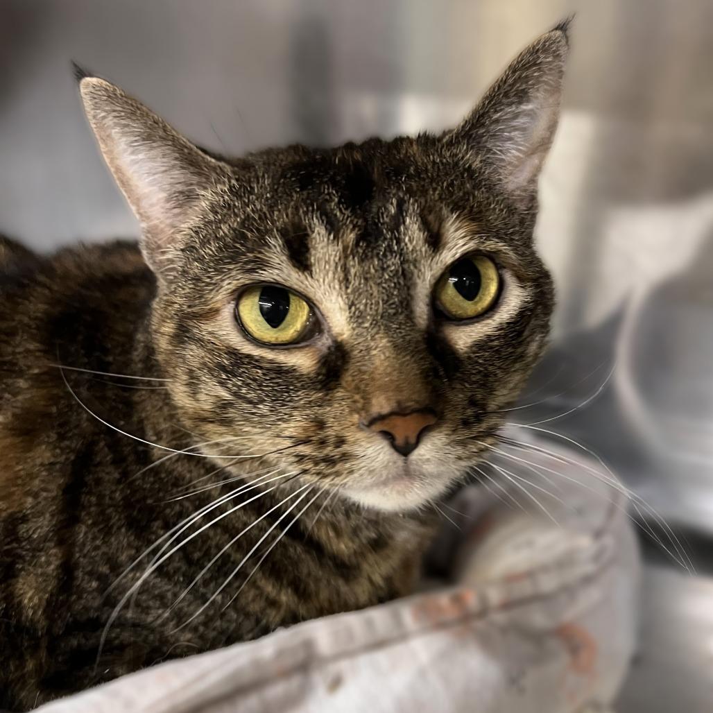 Enlarge Megan, a Adoptable Domestic Short Hair in Springfield, IL image 3/3