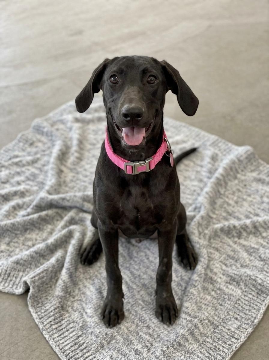 Enlarge **BELLINI**, a Adopted Black Labrador Retriever in North Prairie, WI image 1/3
