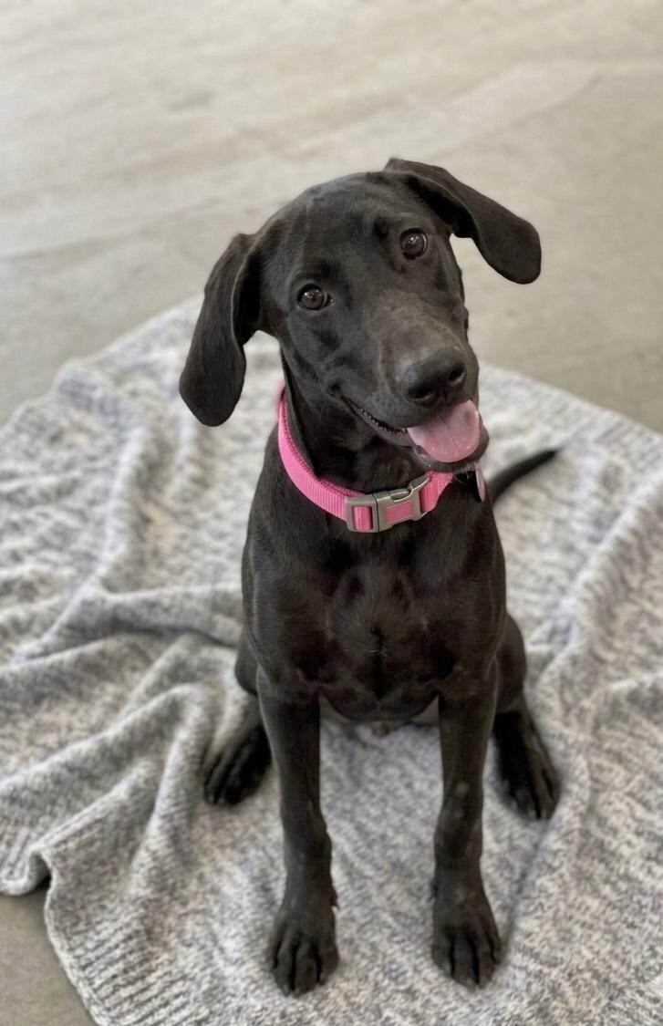 Enlarge **BELLINI**, a Adopted Black Labrador Retriever in North Prairie, WI image 3/3